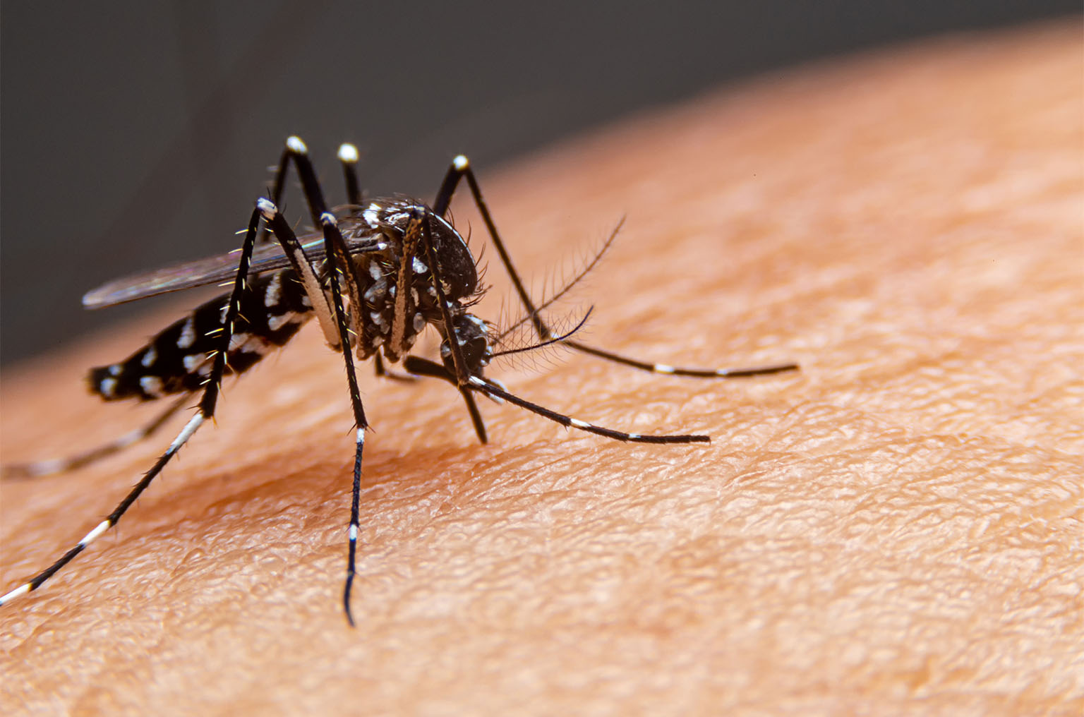 Closeup of mosquito on human skin