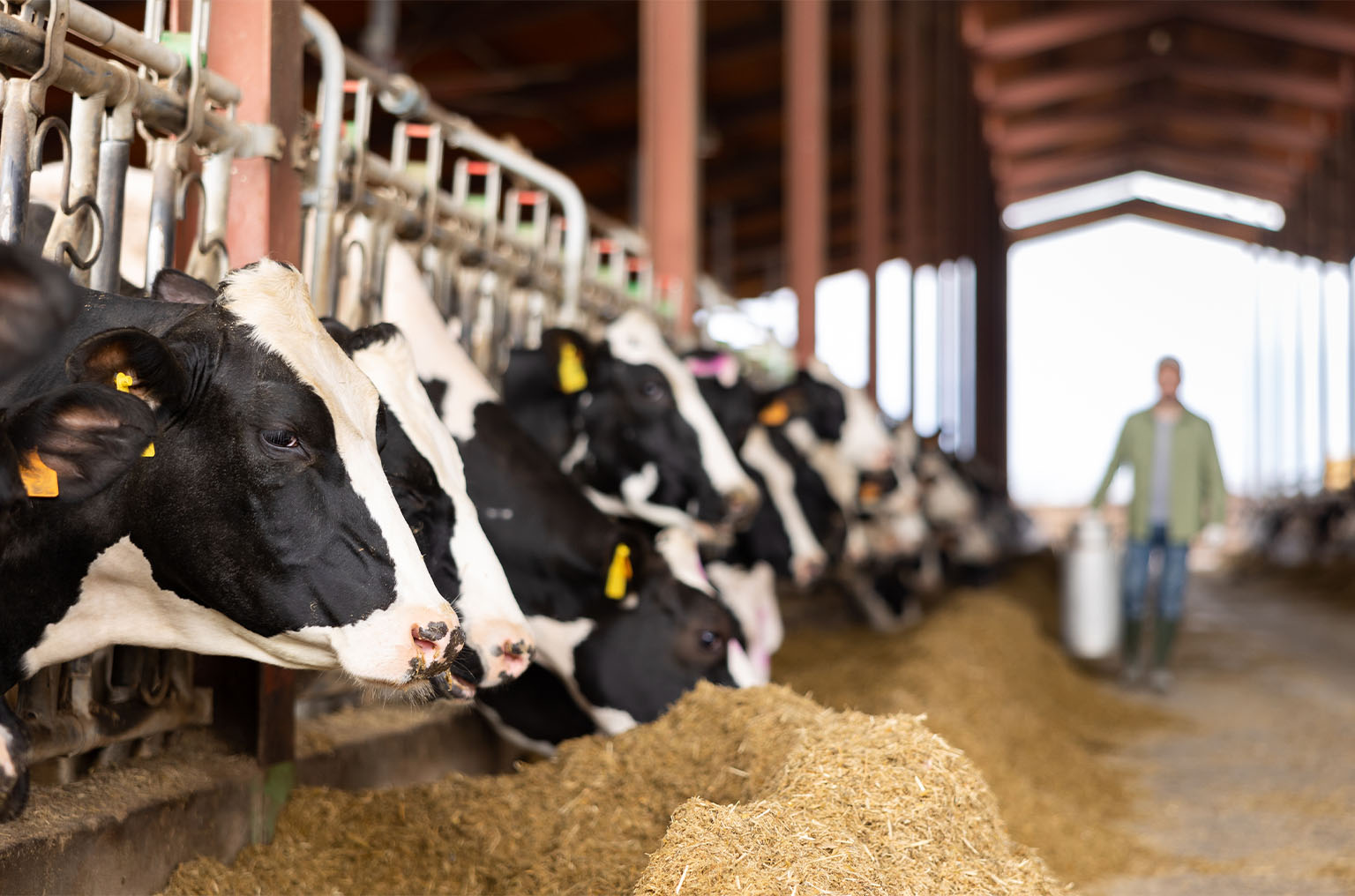 row of milk cows during feeding